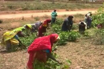 तेंदूपत्ता का उत्पादन बढ़ाने ग्रामीणों ने ख़त्म की बूटा कटाई  तेंदूपत्ता संग्रहण का कार्य मई के पहले सप्ताह से संभावित  ज़िले में 91 हजार 300 मानक बोरा का लक्ष्य