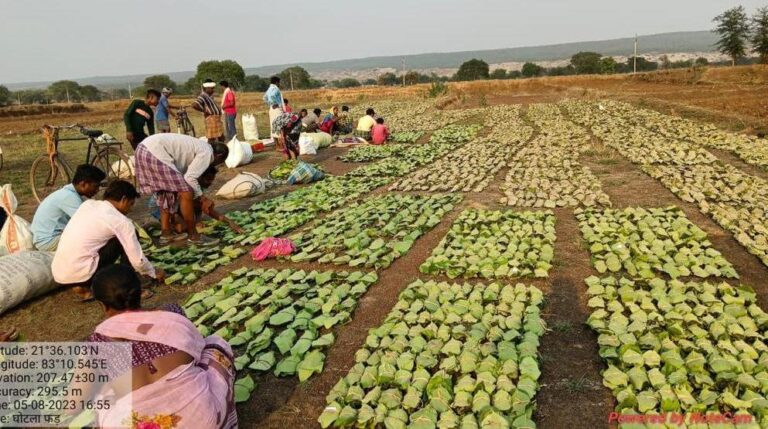 रायपुर : छत्तीसगढ़ में अब तक तीन चौथाई तेंदूपत्ता का संग्रहण पूर्ण
