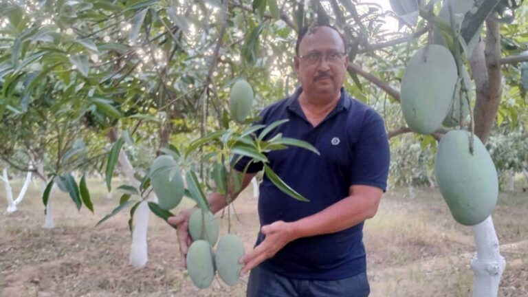 महासमुंद -/ढाई लाख रुपये प्रति किलो कीमत के आम की तस्वीर इंटरनेट पर डाली तो रातों रात चार आम चोरी हो गए