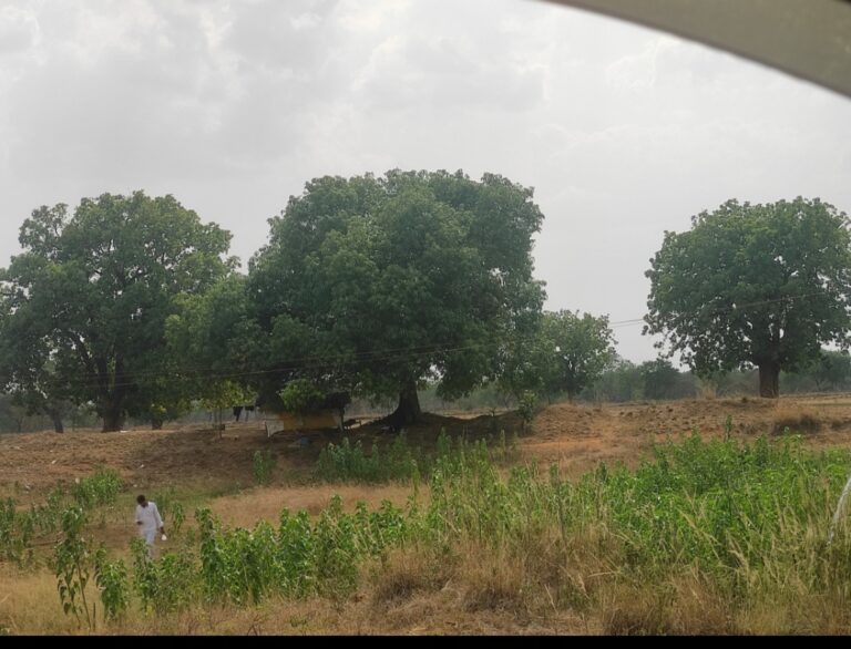 भँवरपुर और बनडबरी के मध्य तालाब नुमा जगह में बिक रहा है अवैध महुवा शराब ?