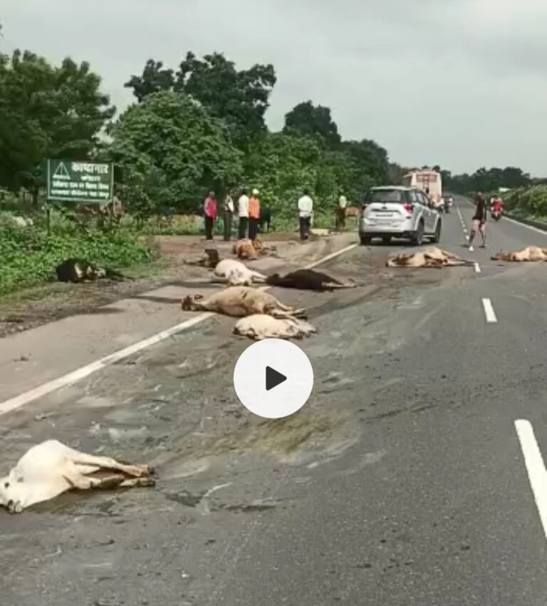 महासमुंद-/ तेज रफ्तार बस ने 8 से 10 मवेशियों को बुरी तरह रौंदा मौत बरसात आते ही मवेसिया मुख्यमार्गों पर ही डेरा जमा लेते है टोल टैक्स वसूलने वाली कम्पनी का क्या कोई जिम्मेदारी नही बनता है ?