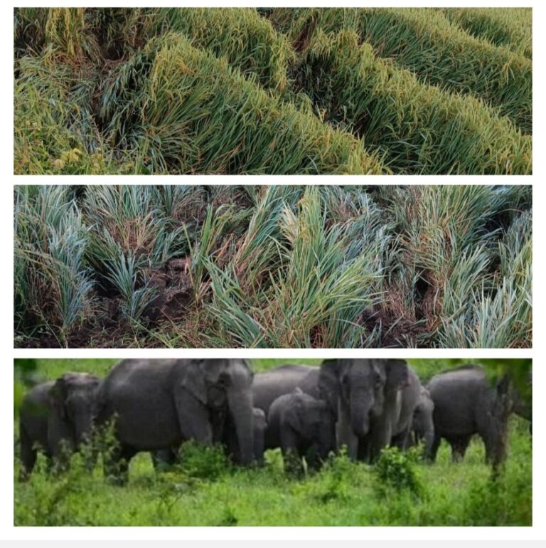 बसना : हाथियों का दल अब ढालम में फसल को नुकसान पहुचाते हुए लिमदरहा क्षेत्र की और मुड़ने की खबर लोगो को सावधान रहने की जरूरत ।