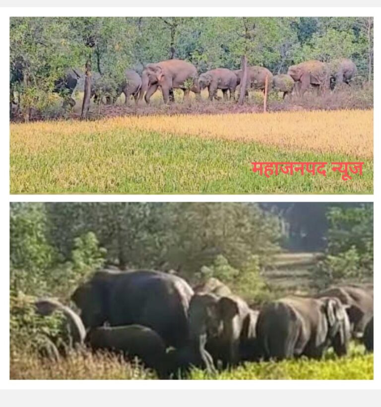 पिथौरा : हाथियों का झुंड अब लिमदरहा से जबलपुर तरफ गांवों में पहुँचने की खबर है इसके पहले बसना के ढालम में किसानों के फसल बर्बाद किए ।