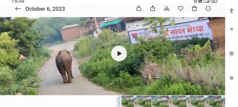 पिथौरा से लगे ग्राम ख़ैरखुटा में घुसा दतैल हाथी गांव में मचा हड़कंप का माहोल देखें वीडियो