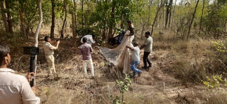 पिथौरा :- गिरना जंगल मे कंटीली तार घेरा के बीच फंसे भूखे-प्यासे भालू को वन विभाग ने बेहोस कर सुरक्षित निकाला