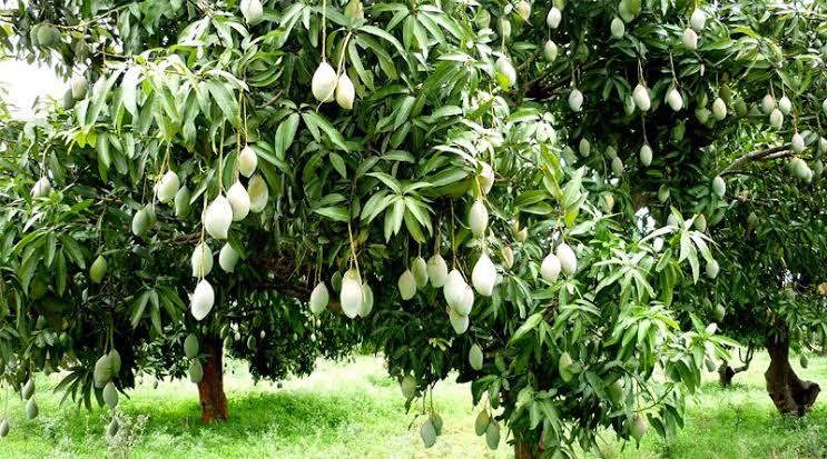 सरायपाली रोपणी किसड़ी में आम फलन क़ी नीलामी