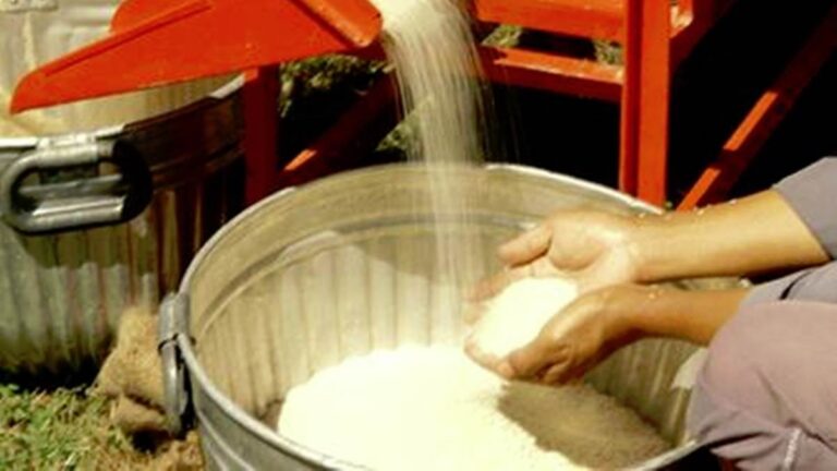 छत्तीसगढ़ : पीएम गरीब कल्याण अन्न योजना से राहत: छत्‍तीसगढ़ की 48 लाख परिवारों को हर माह मिल रहा 22.50 लाख क्विंटल निश्शुल्क चावल