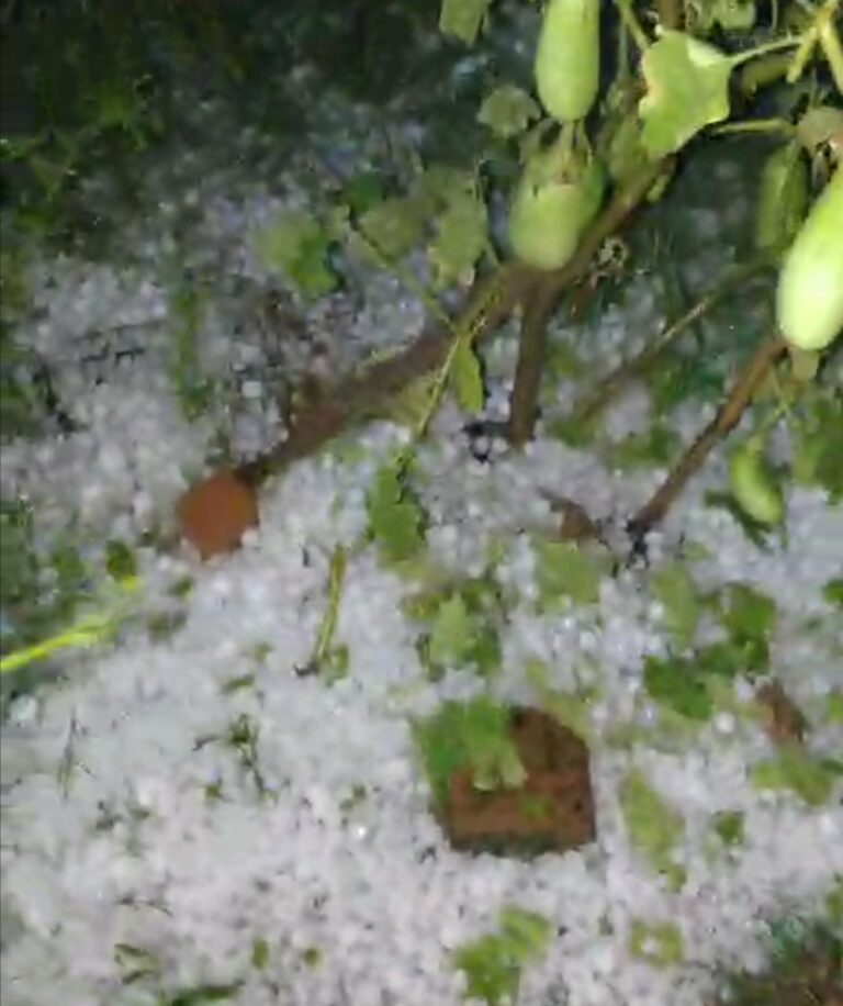 सरायपाली बसना सहित छत्तीसगढ़ के कई इलाकों मे भारी बर्फ बारी आंधी तूफान ने मचाया कोहराम