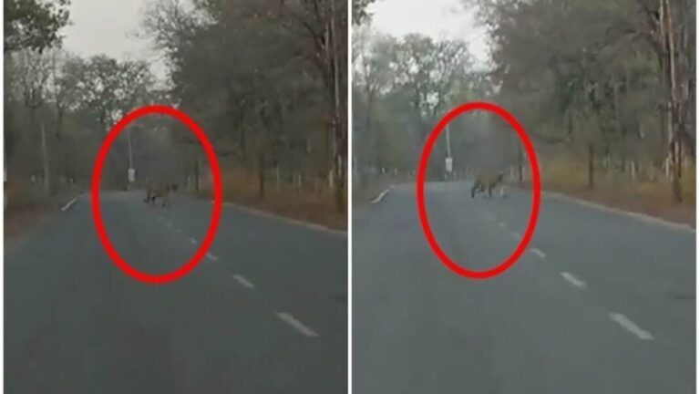 महासमुंद और बलौदाबाजार मे बाघ को लगातार देखें जाने के बाद आखिरकार वन विभाग ने बाघ को ट्रेस कर लिया है जाने क्या है लोकेशन और क्या कहा वन विभाग ने आम लोगो को जंगलो मे जाना वर्जित सुरक्षा के लिए दोनों जिला मे  7 क्षेत्रो मे 3 ट्रेकिंग टीम!