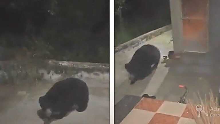 छत्तीसगढ़ : महासमुंद के चंडी माता के मंदिर में उछलकूद कर रहे थे तीन भालू, प्रसाद खाकर हुए शांत