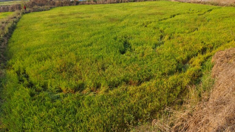 पिथौरा -:वन परिक्षेत्र में हाथी लगातार उत्पात मचा रहा है किसानों की फसलों को रौंद रहा है इन गाँव मे अलर्ट!