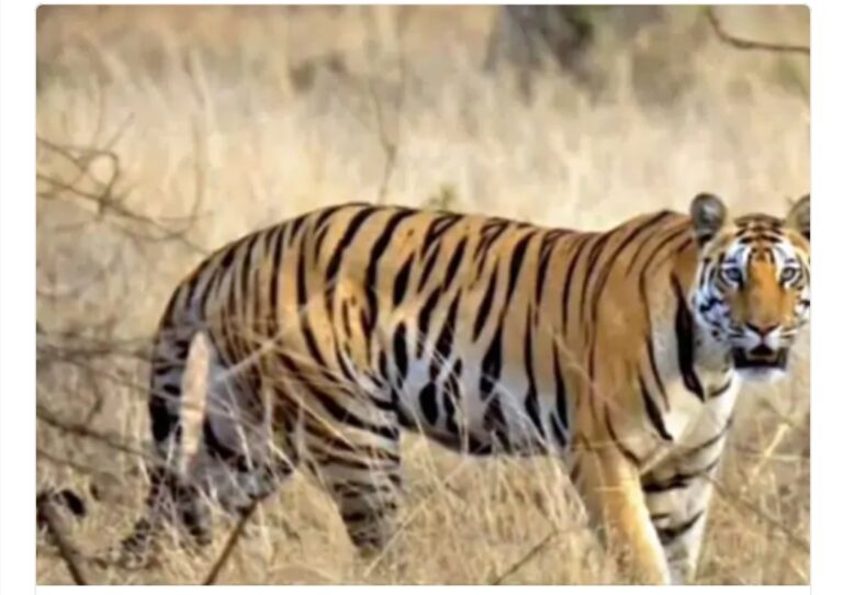 छत्तीसगढ़ / महासमुंद से निकला बाघ अब बारनवापारा अभयारण्य के जंगल में मौजूदगी की खबर है बलौदा बाजार बारनवापारा अभयारण्य के आसपास 7 गांवों में धारा 144 लागू; बाहरी व्यक्तियों के प्रवेश और लाउडस्पीकर पर प्रतिबंध!