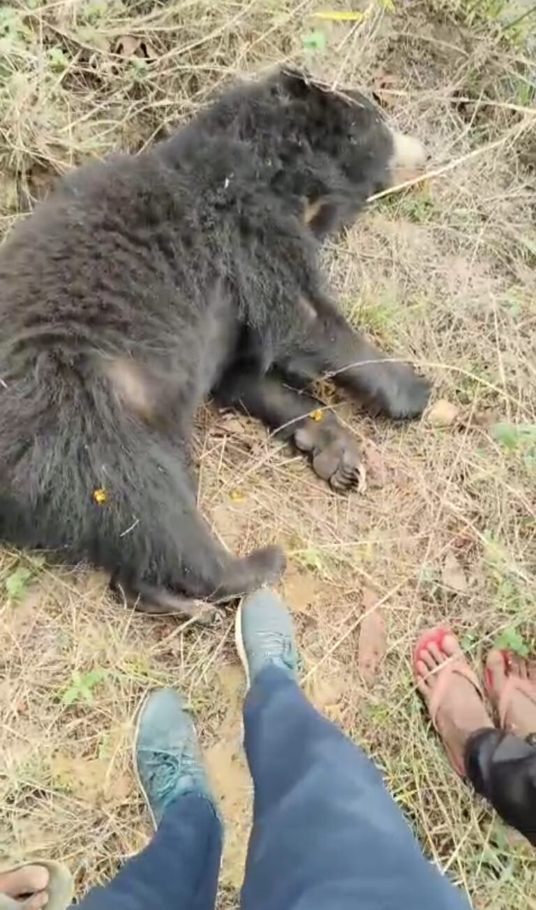 महासमुंद पिथौरा / सड़क हादसे में भालू की मौत!