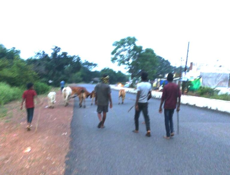 बसना, सरायपाली, पिथौरा कलेक्टर के निर्देश पर जनपद और नगरीय निकायों में की जा रही कार्रवाई