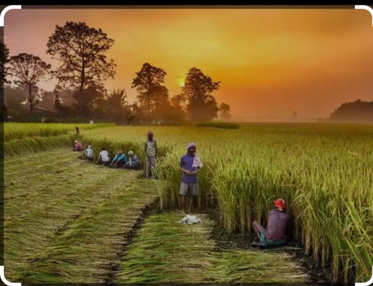 महासमुंद / ज़िले के 1,23,397 किसानों के बैंक खातों में आयेगी लगभग 27 करोड़ की राशि 