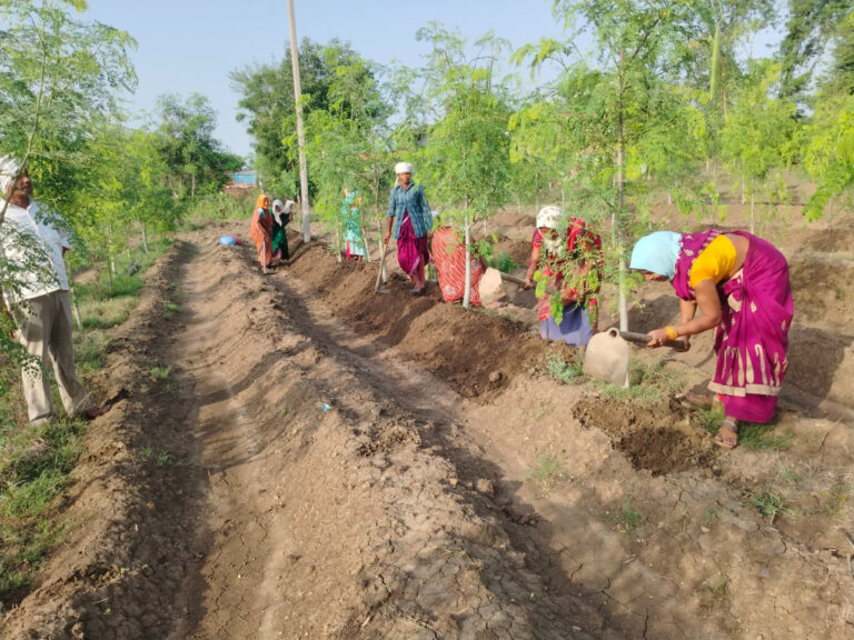 रायपुर : सुपर फुड मुनगा से कोकड़ी की महिलाओं को रही लाखों की कमाई
