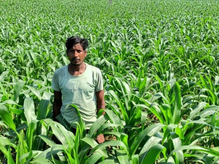 रायपुर : धान के बदले मक्का की खेती से किसान ने कमाया दुगुना मुनाफा