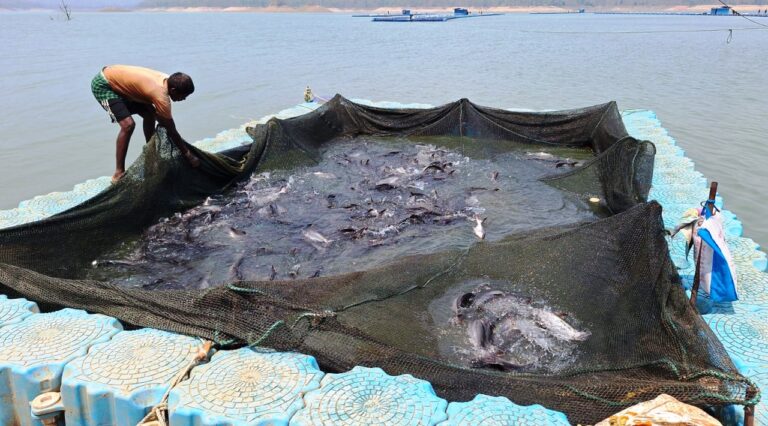 छत्तीसगढ़ में फिशरीज के नये युग की शुरूआत  हसदेव डुबान में बनेगा पहला एक्वा पार्क उत्पादन प्रोसेसिंग से लेकर एक्वा टूरिजम से बढ़ेगी ग्रामीणों की आय 