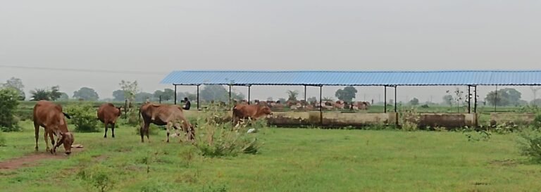 महासमुंद/मवेशियों को सड़क से हटाने की कार्रवाई सतत जारी 1923 पशुओं को राष्ट्रीय राजमार्ग से हटाकर सुरक्षित स्थान पर रखा गया