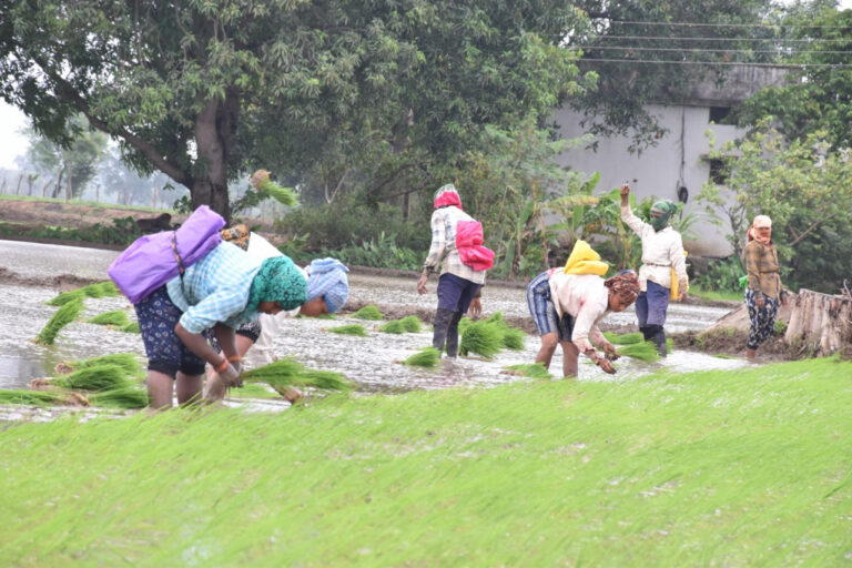 छत्तीसगढ़ : पी.एम फसल बीमा योजना: किसानों की फसलों के लिए सुरक्षा कवच ऋणी किसान 14 अगस्त और अऋणी किसान 31 अगस्त तक बीमा