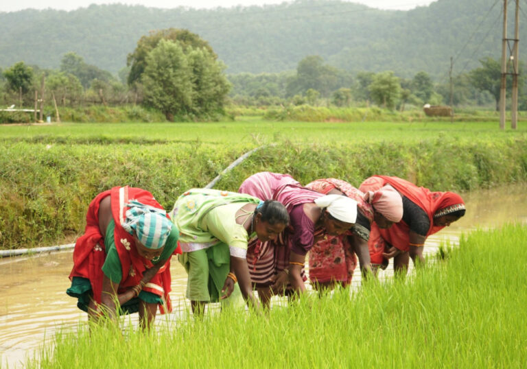 छत्तीसगढ़: समय पर मिला खाद, खिल उठी उम्मीदें   