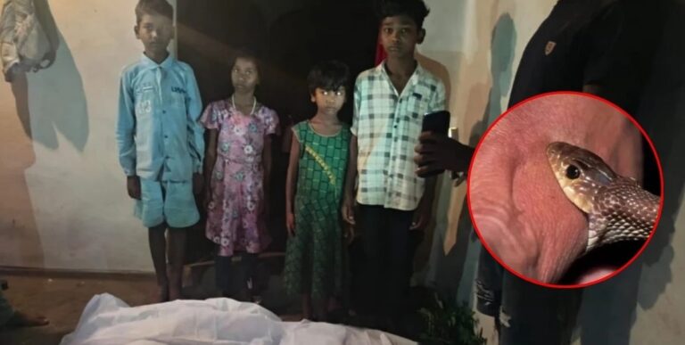 छत्तीसगढ़/ सांप ने चार मासूमों को कर दिया अनाथ, जमीन पर सो रहे पति-पत्नी को डस लिया