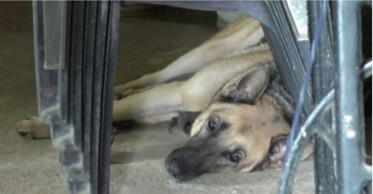 सरायपाली: महिला कर्मचारी को गाँव के बच्चे और ग्रामीणों की परवाह नहीं कुत्ते पालने का है शौक ग्रामीणों की शिकायत पर आज तक कोई कार्यवाही नहीं