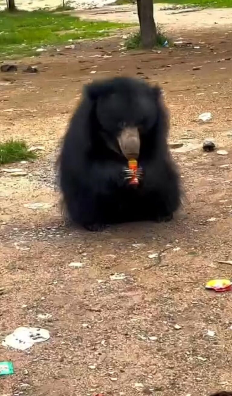 बागबाहरा चंडी माता मंदिर के पास वन्य प्राणी भालू को कोल्ड ड्रिंक पिलाने वाले के खिलाफ पतासाजी जारी किया जाएगा कानूनी कार्रवाई