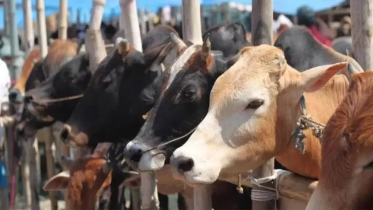 छत्तीसगढ़ नशे में धुत्त ट्रेलर ड्राइवर ने 19 बेजुबान गोवंशों को कुचला, 15 की मौत