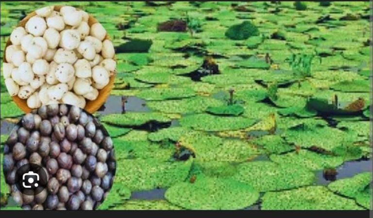 छत्तीसगढ़: धान के कटोरे से सुपर फूड की ओर : मखाना की खेती बनी महिलाओं के लिए समृद्धि की आधार