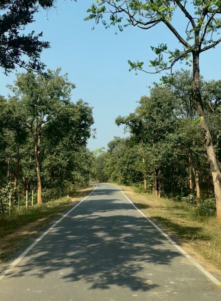 महासमुंद/पीएम जनमन योजना से बदली ग्राम बांसकुड़ा कमार बस्ती की तस्वीर कमार बस्ती तक पहुंचना हुआ आसान