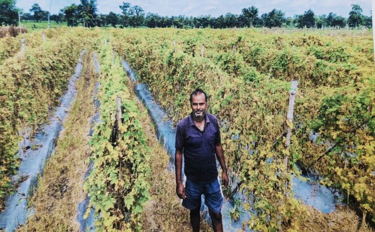 महासमुंद/सफलता की कहानी राष्ट्रीय बागवानी मिशन ने बदली कृषक दशरथ पटेल की आर्थिक तस्वीर
