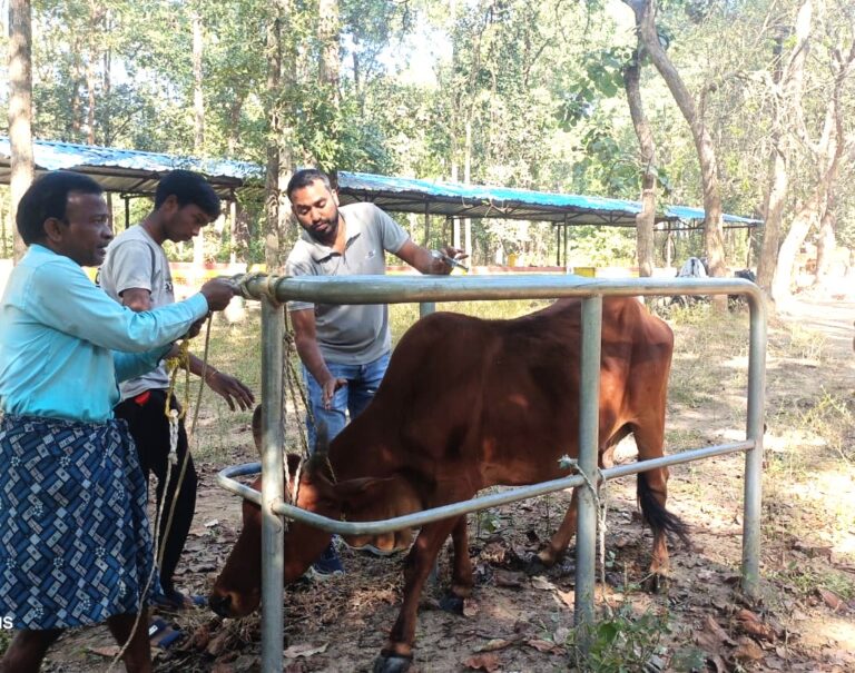 बसना विकासखंड के कुदारी बाहरा में पशुधन विभाग का टीकाकरण एवं उपचार शिविर संपन्न
