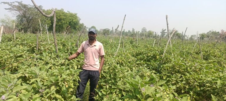 महासमुंद/ग्राफ्टेड बैंगन की उन्नत खेती से अमृत बंजारे की आर्थिक स्थिति हुई सुदृढ़