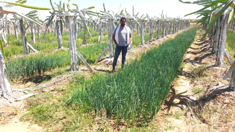 बागबाहरा/राष्ट्रीय बागवानी मिशन के अंतर्गत ड्रेगन फ्रूट की उन्नत खेती से उमा शुक्ला लाखों कमा रही है 