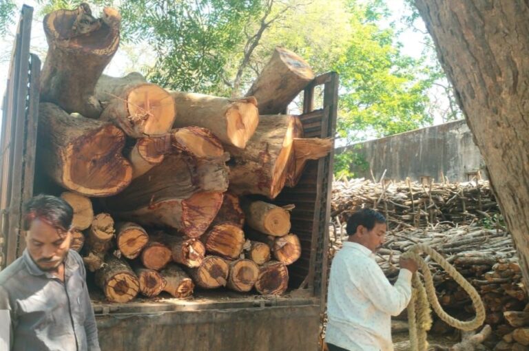 महासमुंद में वन विभाग की बड़ी कार्रवाई: अवैध लकड़ी से भरा ट्रक पकड़ा, आरोपी गिरफ्तार