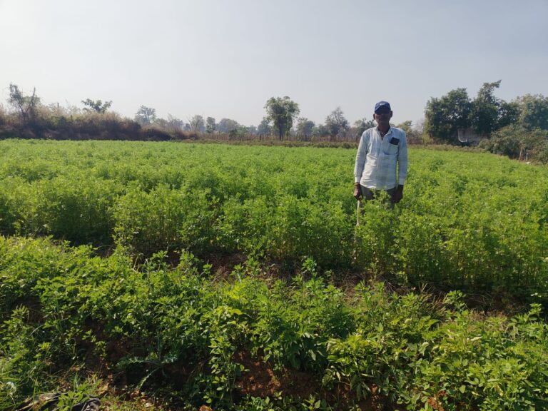 महासमुंद/मसाला क्षेत्र विस्तार योजना से मसाले की खेती ओर बढ़ रहा रूझान धनिया की खेती से प्रति एकड़ 50 हजार रुपए कमा रहे निरंजन