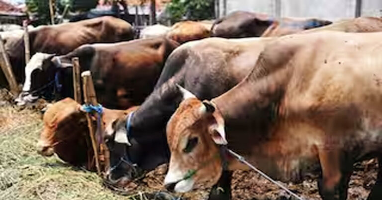 महासमुंद : सांकरा क्षेत्र में पशु तस्करी नाकाम: ग्रामीणों की सजगता से मुक्त कराए गए 28 मवेशी