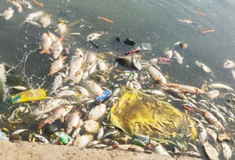 महासमुंद में नौतपा से पहले ही ‘उबले’ तालाब, 45 डिग्री पारे में दम घुटने से मर रही हैं मछलियां