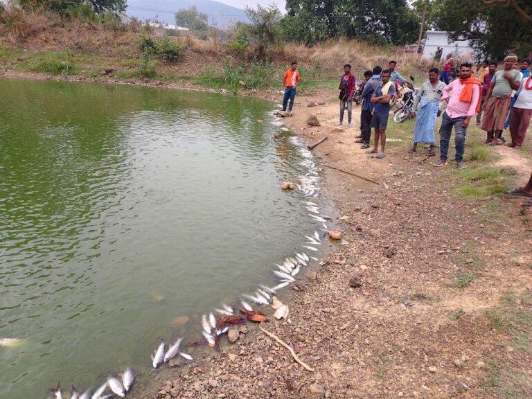 पिथौरा/ सदमे में तालाब मालिक की हालत बिगड़ी अस्पताल में भर्ती तालाब में जहर डालने से हजारों मछलियों की मौत, लाखों का नुकसान, थाना कर रही है जांच
