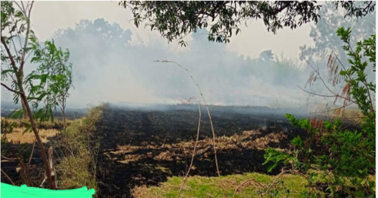 महासमुंद: खेतों की आग पॉलीहाउस तक पहुंची, लाखों के ‘डच गुलाब’ जलकर खाक; किसान को भारी नुकसान