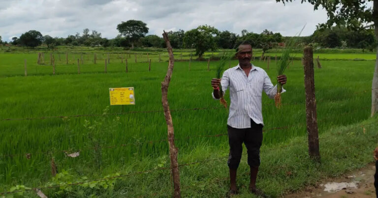 नैनो यूरिया से स्वस्थ्य पौधे और बेहतर फसल – भूषण साहू