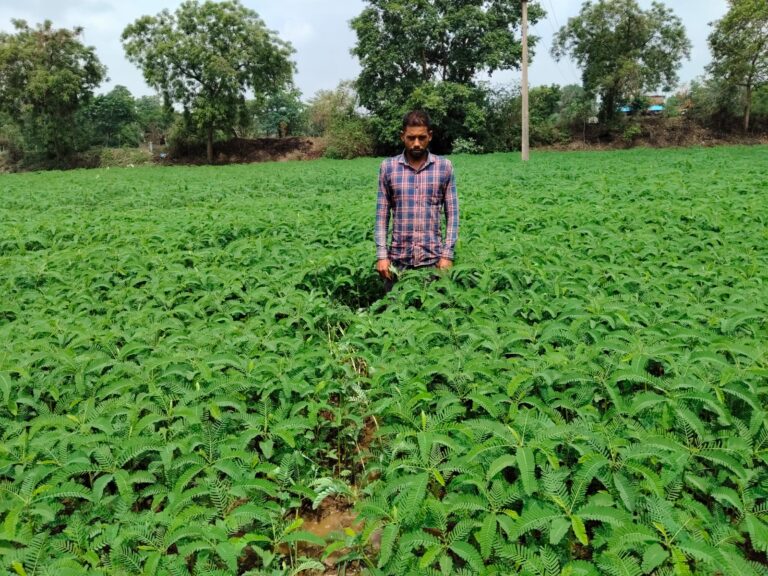 महासमुंद/हरी खाद (ढैंचा) से संवर रही खेतों की सेहत, टिकाऊ खेती की ओर बढ़ रहे किसान