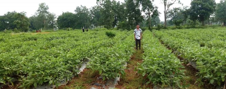 बागबाहरा: ग्राफ्टेड बैंगन की खेती से किसान गौरव कुठारे की बढ़ी आमदनी