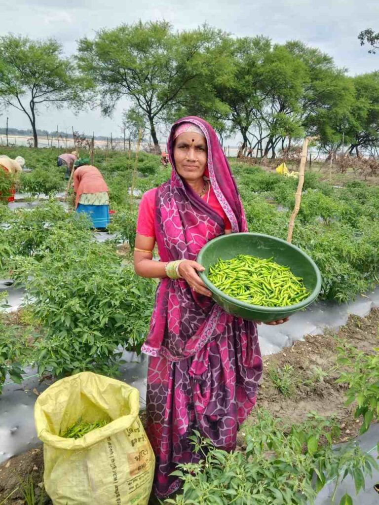 सारंगढ़-बिलाईगढ़ : मिर्च की खेती से दशमत साहू की बदली जिंदगी
